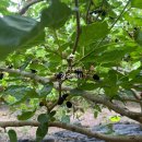 강우농장 이미지