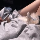 시온유 | [글램독, 영흥도 애견 펜션] 반려멍과 편하게 즐길 수 있는 펜션