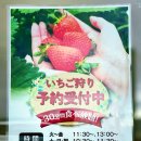 옥석농장 | [시즈오카 여행] 🍓딸기농장에서 무제한으로 즐기는 딸기 따먹기 체험🍓