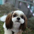 써니퍼피 이미지