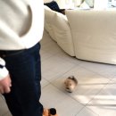 허니퍼피 이미지