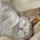 이안 캐터리 이미지