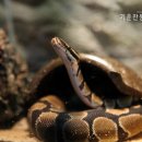 사랑애완동물병원 네이버블로그