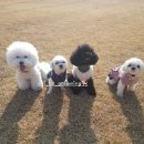 비비드그루밍 이미지