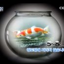 코이 Daum카페