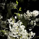 당진-남산 벚꽃 야경 이미지