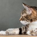 강북 24시 N 동물의료센터 이미지