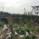 현성농장 이미지