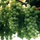 우물가의 미소 이미지