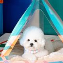 펫 하우스 이미지