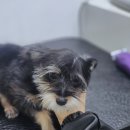 더나은펫샵 이미지