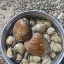 태안카페드림 | 태안 캠핑장 [태안 바다 드림 캠핑장] 후기