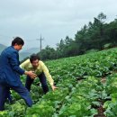 태백시장 이미지