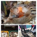 신진도꽃게
