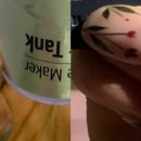 여우손톱 네이버블로그
