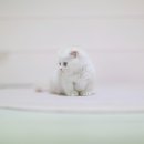 네발하우스 고양이전문 마포점 이미지