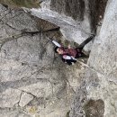 만화방창(萬化方暢)아름다운 봄날에...🗻금오산 여우와늑대 릿지 산행🗻으로 하루를 마무리 하며..... 이미지