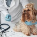 광주첨단YB동물병원 이미지