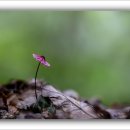 앵두낙엽버섯(Marasmius pulcherripes) 이미지