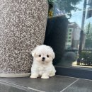 몽냥몽냥 강아지분양 은평점 | 2025 강아지분양 리얼 후기와 비용 비교 가이드