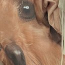 퍼피블랑 이미지