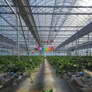 오성농원 | 내돈내산청주딸기밭추천 청주딸기체험농장추천 오성딸기체험농장