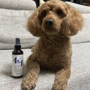 [강아지스토리] 강아지천연미스트로 댕냥이 피모보호&amp;보습 지켜요!! 실사용후기