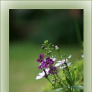 강아지풀 이미지