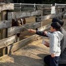 회천2동 무료경로식당 | 아이와 가볼 만한 곳 포천 서운동산 먹이주기 체험 후기(주차,예약,식당)