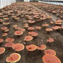 지금 장수농장 이미지