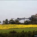 유채꽃향기처럼 이미지