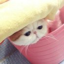 목욕하는 고양이 이미지