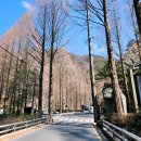 장태산휴양림 이미지