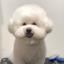 베베 애견유치원 네이버블로그