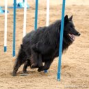 애견백과 - 벨지안 쉽도그 그로넨달 (Belgian Sheepdog Groenendael) 이미지