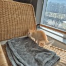 서울동물의료센터 이미지