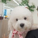 쿨 퍼피 이미지