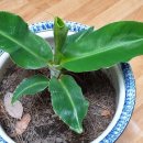 몽키바나나 이미지