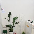 라인안마센터 | 임산부 산전마사지 후기, 가격 라인안마센터
