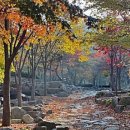 비슬산자연휴양림 이미지