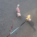 개털깍는 사랑이네 이미지