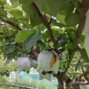 미건농장 이미지