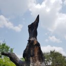 물향기공원 이미지