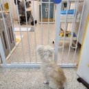 멍지펫살롱 이미지