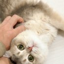 코네코 코야 이미지