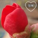 7곳의 암릉을 넘는 거창 우두산 카라코람 릿지산행/우두산 실크로드 릿지 이미지