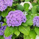 신통목장 이미지