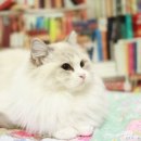 랙돌캐터리올리비아 네이버블로그