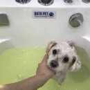 Re Pet 애견샵 이미지