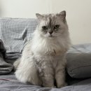 굿럭투데이 | 나야.. 들기름..